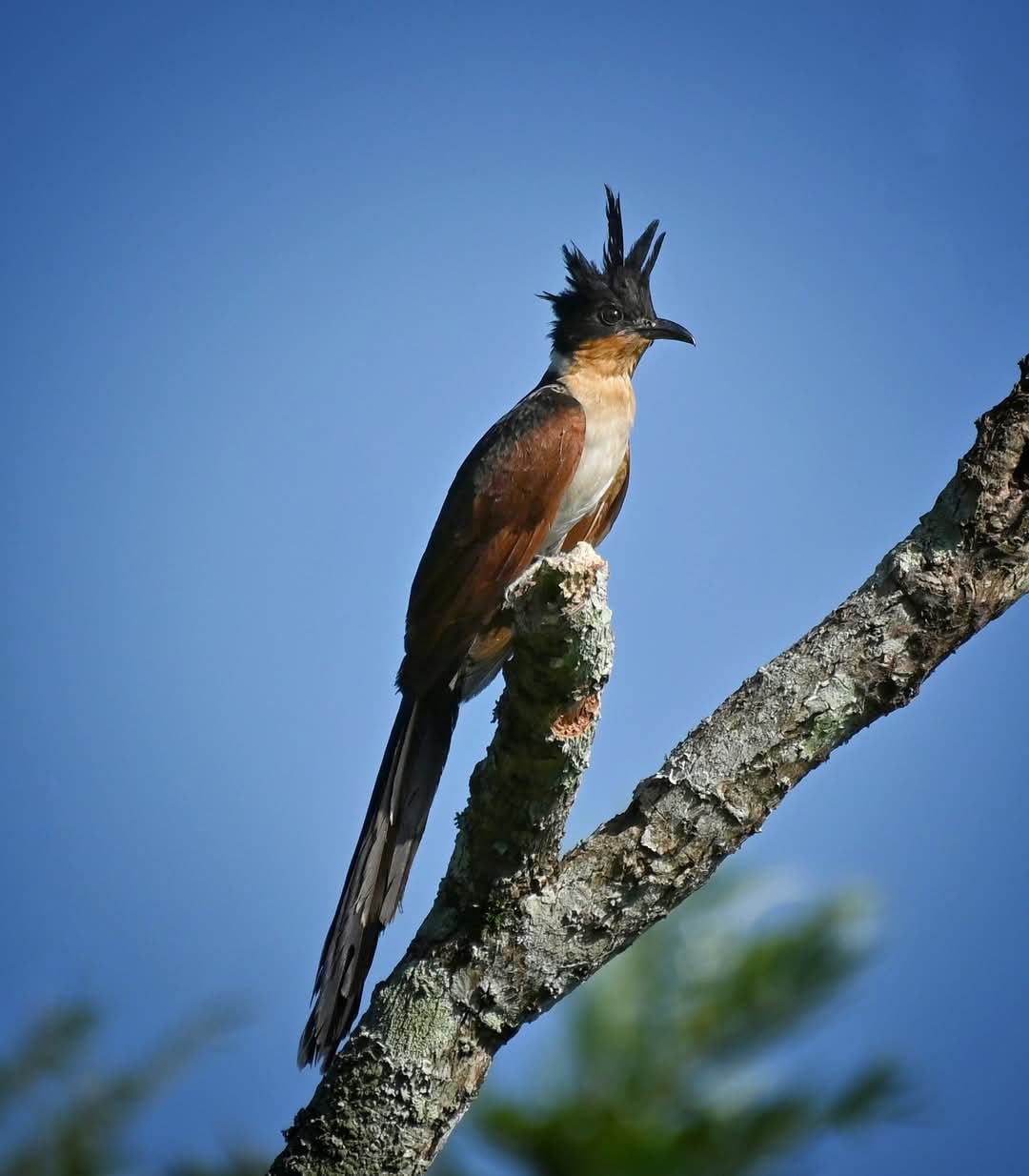 RIVERSTONE BIRD