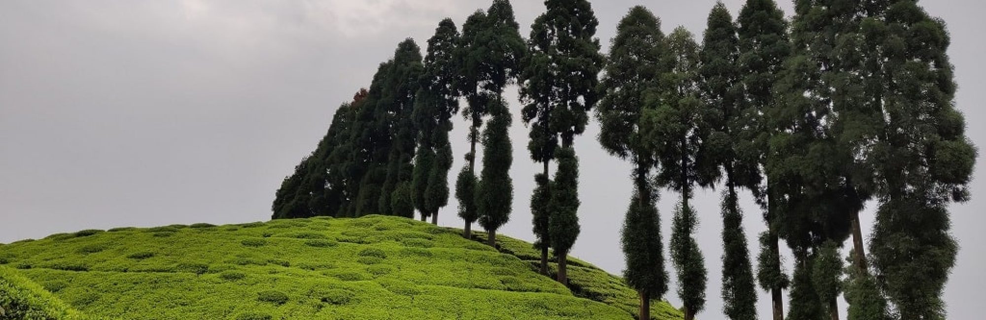 Tea-Estate-min